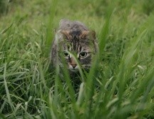 Los propietarios de estas mascotas pueden confirmar la poca veracidad de estos mitos. UNSPLASH / S. SAKASA