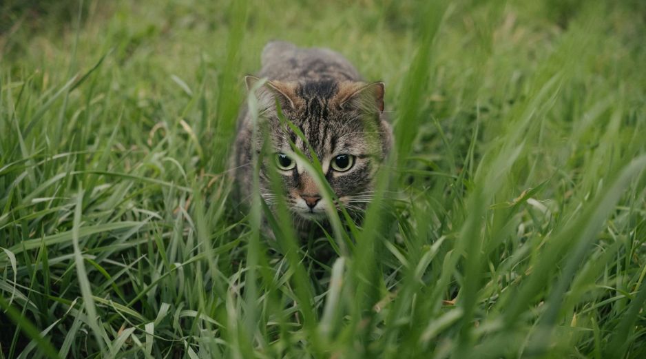 Los propietarios de estas mascotas pueden confirmar la poca veracidad de estos mitos. UNSPLASH / S. SAKASA