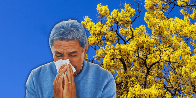 &iquest;Por qu&eacute; las alergias son m&aacute;s severas en Guadalajara?