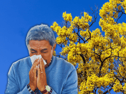 Los síntomas característicos de alergia (tos, falta de aire, estornudos y opresión en el pecho) suelen confundirse con infecciones virales o bacterianas. EL INFORMADOR / A. Navarro / ESPECIAL / CANVA