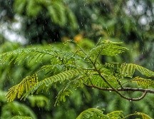 el especial olor a tierra mojada, que nos trae un sentimiento de tranquilidad y satisfacción que permanece en nuestra memoria. UNSPLASH / J. SHAH