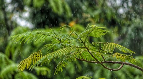 el especial olor a tierra mojada, que nos trae un sentimiento de tranquilidad y satisfacción que permanece en nuestra memoria. UNSPLASH / J. SHAH