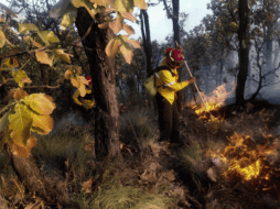 Autoridades estatales han implementado algunas acciones para prevenir la mayor cantidad de incendios forestales posibles. ESPECIAL