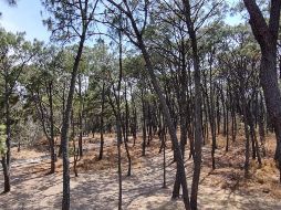 No pierdas la oportunidad de pasar un fin de semana o una tarde de picnic en uno de los hermosos parques que hay en Guadalajara. EL INFORMADOR / ARCHIVO