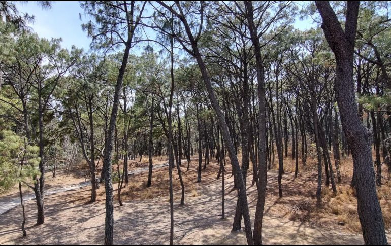 No pierdas la oportunidad de pasar un fin de semana o una tarde de picnic en uno de los hermosos parques que hay en Guadalajara. EL INFORMADOR / ARCHIVO