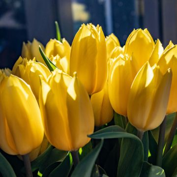 La costumbre surgió a partir de la canción Flores Amarillas, interpretada en la telenovela argentina “Floricienta”. Unsplash