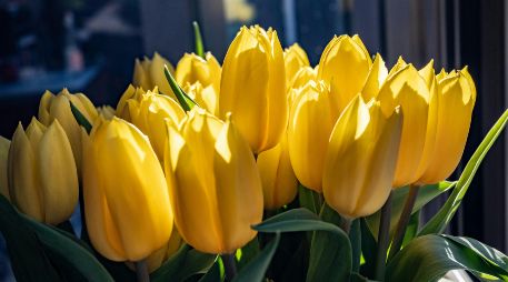 La costumbre surgió a partir de la canción Flores Amarillas, interpretada en la telenovela argentina “Floricienta”. Unsplash