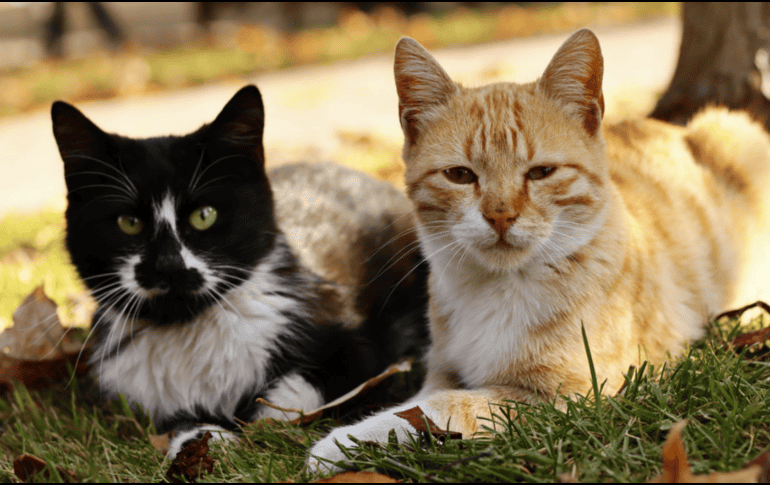 ¿Cómo es el hongo que gatos pueden transmitir a los humanos?