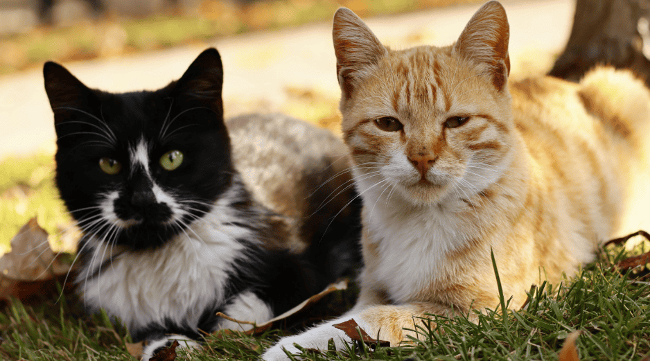 ¿Cómo es el hongo que gatos pueden transmitir a los humanos?