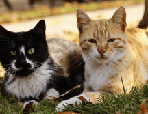 ¿Cómo es el hongo que gatos pueden transmitir a los humanos?