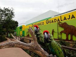 El Zoológico Guadalajara abrirá el lunes 16 de marzo con diferentes experiencias y recorridos para visitantes. ESPECIAL / EFE