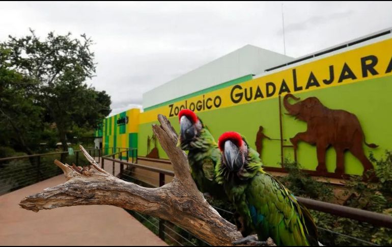 El Zoológico Guadalajara abrirá el lunes 16 de marzo con diferentes experiencias y recorridos para visitantes. ESPECIAL / EFE