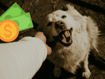 Con el paso de los años, los dueños redujeron las sobras como sustento para las mascotas. UNSPLASH