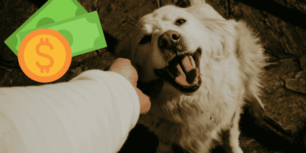 Mascotas: Mexicanos gastan m&aacute;s de mil pesos mensuales en mantenerlos