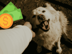 Con el paso de los años, los dueños redujeron las sobras como sustento para las mascotas. UNSPLASH