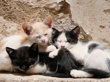 "Si bien los encuestados declararon que le dan más importancia a la personalidad que al color al seleccionar un gato de compañía, existe cierta evidencia de que creen que las dos cualidades están relacionadas", especifica Delgado. UNSPLASH