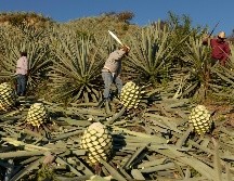 Trabajadores cortan piñas de agave utilizadas para producir mezcal en Nejapa de Madero, Oaxaca. AP/C. Rosel