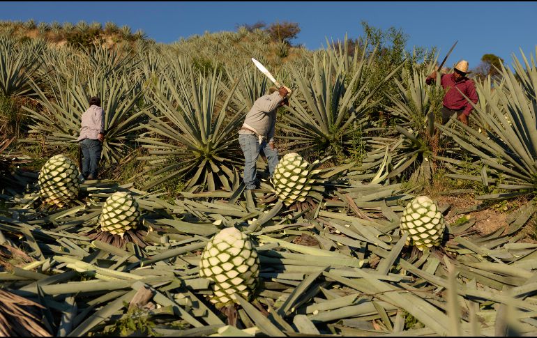 Trabajadores cortan piñas de agave utilizadas para producir mezcal en Nejapa de Madero, Oaxaca. AP/C. Rosel