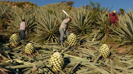 Trabajadores cortan piñas de agave utilizadas para producir mezcal en Nejapa de Madero, Oaxaca. AP/C. Rosel