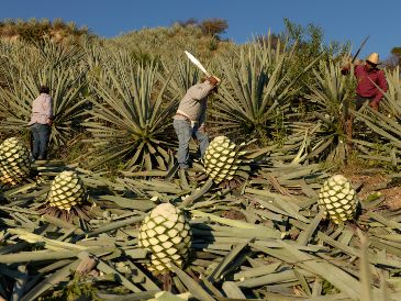 Trabajadores cortan piñas de agave utilizadas para producir mezcal en Nejapa de Madero, Oaxaca. AP/C. Rosel