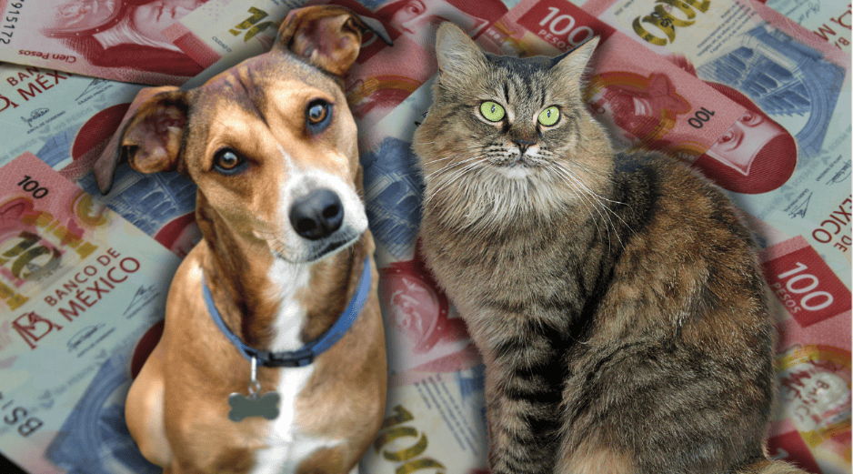 La esperanza de vida de las mascotas aumentó en los últimos años, así como hubo mejoras con la alimentación y nutrición de estas. ESPECIAL/Canva