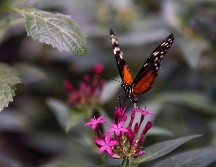 La mariposa monarca debería ser el símbolo de la relación entre México, Estados Unidos y Canadá: Semarnat. EFE/ARCHIVO