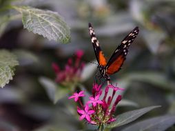 La mariposa monarca debería ser el símbolo de la relación entre México, Estados Unidos y Canadá: Semarnat. EFE/ARCHIVO