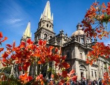 En Guadalajara es común encontrar al menos un ejemplar por calle, por lo que se vuelve un elemento visual de la temporada. ESPECIAL / EL INFORMADOR y CANVA