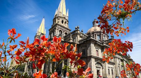 En Guadalajara es común encontrar al menos un ejemplar por calle, por lo que se vuelve un elemento visual de la temporada. ESPECIAL / EL INFORMADOR y CANVA