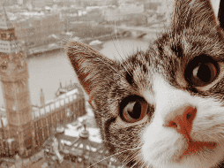 Ante la llegada de una nueva mascota, muchos gatos experimentan lo que se conoce como estres animal. Esto puede manifestarse de diferentes maneras. CANVA