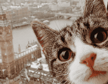 Ante la llegada de una nueva mascota, muchos gatos experimentan lo que se conoce como estres animal. Esto puede manifestarse de diferentes maneras. CANVA