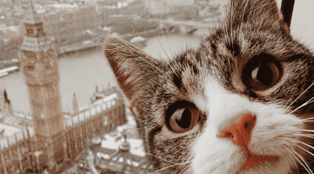 Ante la llegada de una nueva mascota, muchos gatos experimentan lo que se conoce como estres animal. Esto puede manifestarse de diferentes maneras. CANVA