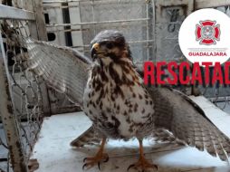 El ave será evaluada para su posterior reincorporación a un hábitat natural. ESPECIAL / FACEBOOK Protección Civil y Bomberos Zapopan