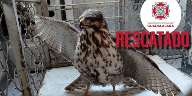 Bomberos de Guadalajara rescatan a halc&oacute;n en colonia Huerta Baeza