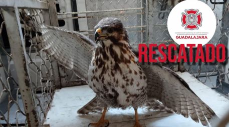 El ave será evaluada para su posterior reincorporación a un hábitat natural. ESPECIAL / FACEBOOK Protección Civil y Bomberos Zapopan