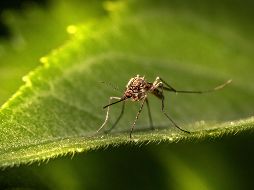De las 3 mil 500 especies conocidas de mosquitos, alrededor de 100 han evolucionado para atacar específicamente a los humanos. Unsplash