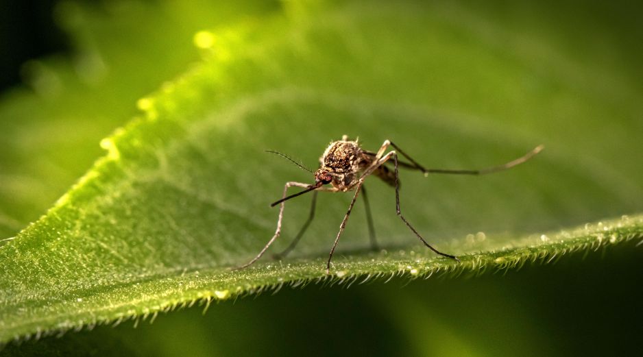 De las 3 mil 500 especies conocidas de mosquitos, alrededor de 100 han evolucionado para atacar específicamente a los humanos. Unsplash