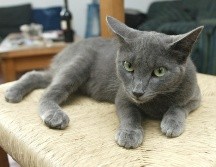 La creencia popular ha atribuido históricamente rasgos específicos a ciertos colores del pelaje de un gato. EL INFORMADOR/ARCHIVO