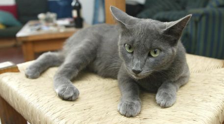 La creencia popular ha atribuido históricamente rasgos específicos a ciertos colores del pelaje de un gato. EL INFORMADOR/ARCHIVO