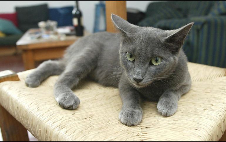 La creencia popular ha atribuido históricamente rasgos específicos a ciertos colores del pelaje de un gato. EL INFORMADOR/ARCHIVO