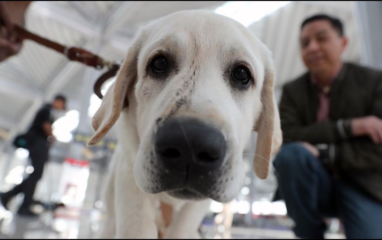 Un perro del 'Escuadrón Canino' posa en el Aeropuerto Internacional Felipe Ángeles (AIFA) en Santa Lucía (Mexico). EFE / ARCHIVO