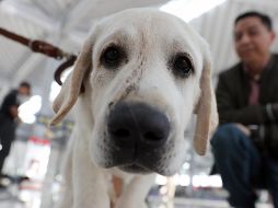 Un perro del 'Escuadrón Canino' posa en el Aeropuerto Internacional Felipe Ángeles (AIFA) en Santa Lucía (Mexico). EFE / ARCHIVO