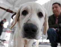 Un perro del 'Escuadrón Canino' posa en el Aeropuerto Internacional Felipe Ángeles (AIFA) en Santa Lucía (Mexico). EFE / ARCHIVO