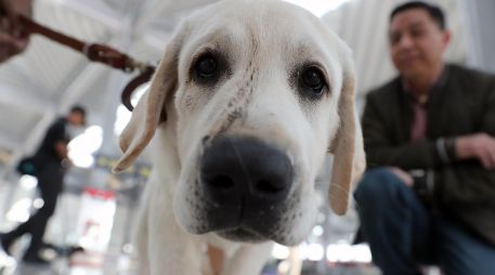 Un perro del 'Escuadrón Canino' posa en el Aeropuerto Internacional Felipe Ángeles (AIFA) en Santa Lucía (Mexico). EFE / ARCHIVO