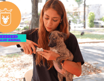 Vacunar a una mascota no solo mejora su calidad de vida, sino que también te permite disfrutar de su compañía por mucho más tiempo. ESPECIAL/ Gobierno de Zapopan