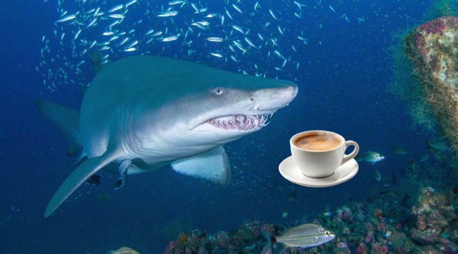 La contaminación humana ha llegado a aguas de Bahamas e ingresado en los organismos vivos. EFE / ARCHIVO