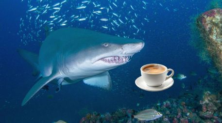 La contaminación humana ha llegado a aguas de Bahamas e ingresado en los organismos vivos. EFE / ARCHIVO