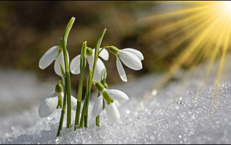 Este fenómeno natural simboliza el cambio de estación y el inicio de un periodo caracterizado por el aumento de la luz solar. CANVA/ESPECIAL