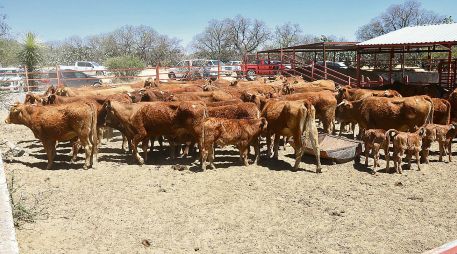 Jilotlán de los Dolores concentra la mayor carga de animales enfermos, con nueve casos activos y 11 acumulados. ESPECIAL