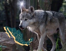 Semarnat llevará a cabo trabajos con las comunidades rurales para promover la coexistencia de los lobos mexicanos con las personas y sus actividades. ESPECIAL / Semarnat